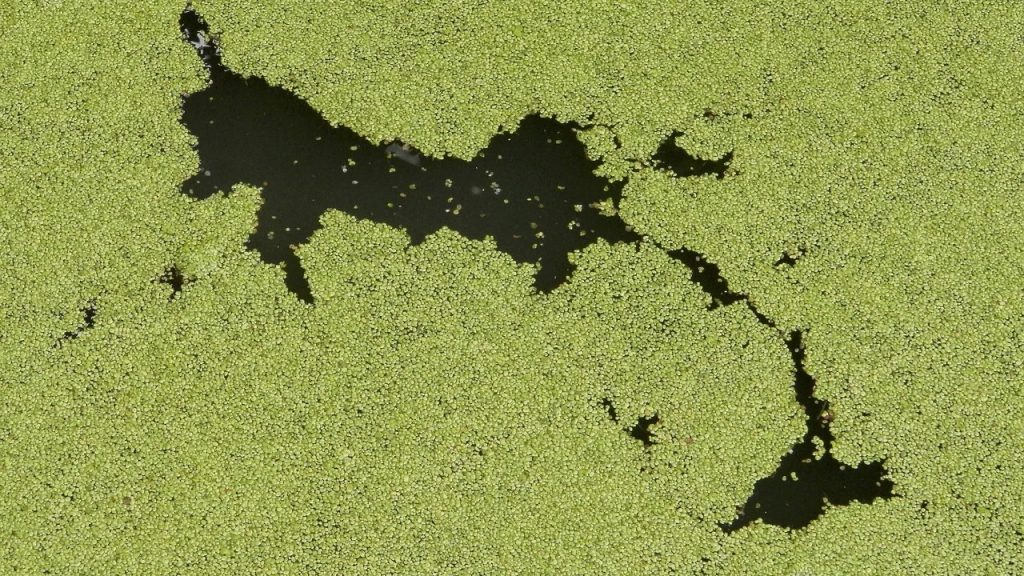 WYBOT C2 Vision: The Algae Prevention Playbook